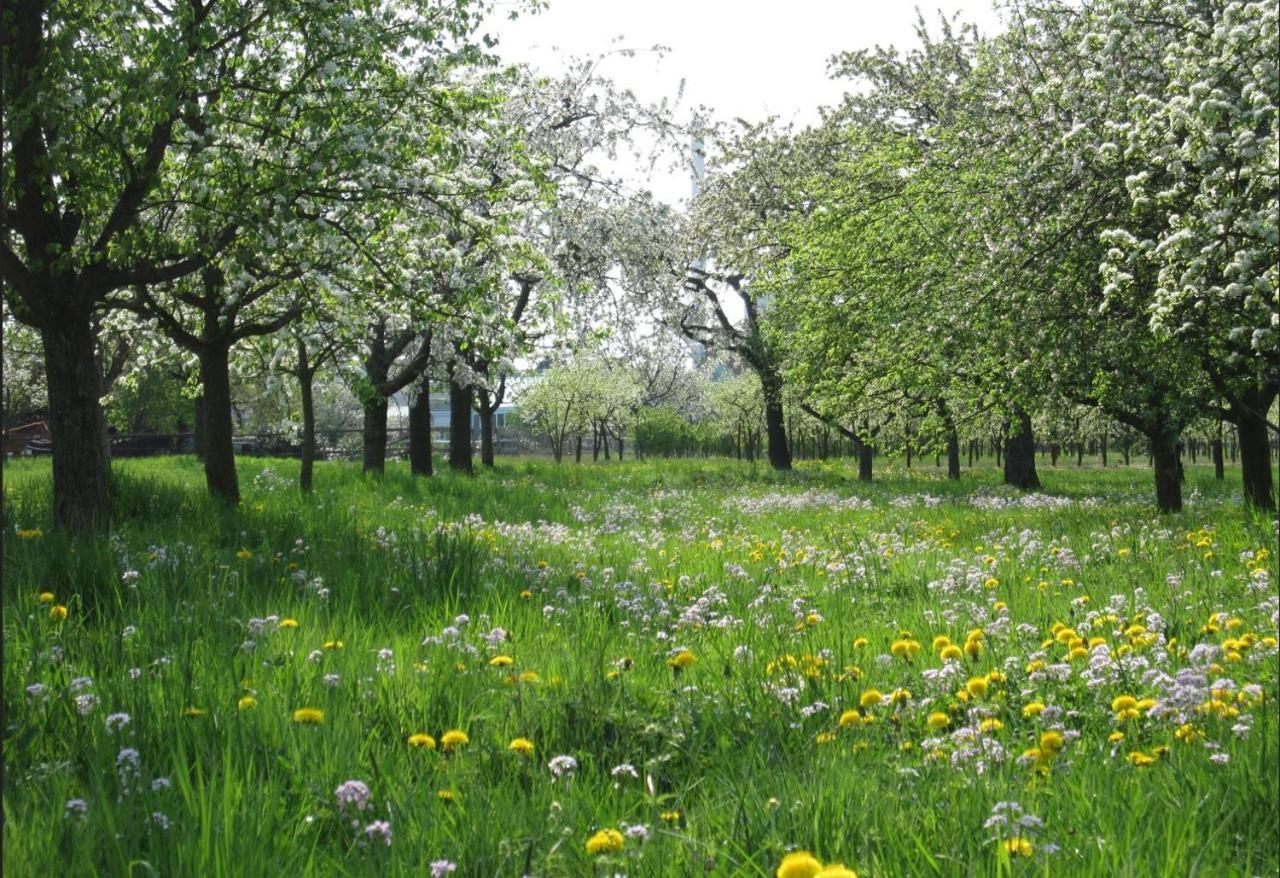 Ferienwohnung Zwischen Rhein Und Schwarzwald Bischweier Εξωτερικό φωτογραφία